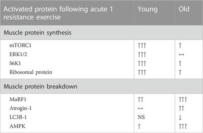 Potential mechanisms involved in regulating muscle protein turnover after acute exercise: A brief review